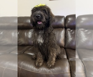 Medium Saint Berdoodle