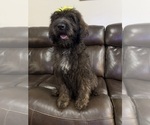 Puppy Puppy 1 Saint Berdoodle