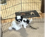 Small #6 Shih-Poo