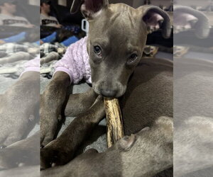 Athena the Pittie - Female American Pit Bull Terrier-Unknown Mix Dog for Adoption - Photo #15