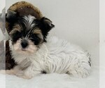 Small #26 Biewer Terrier