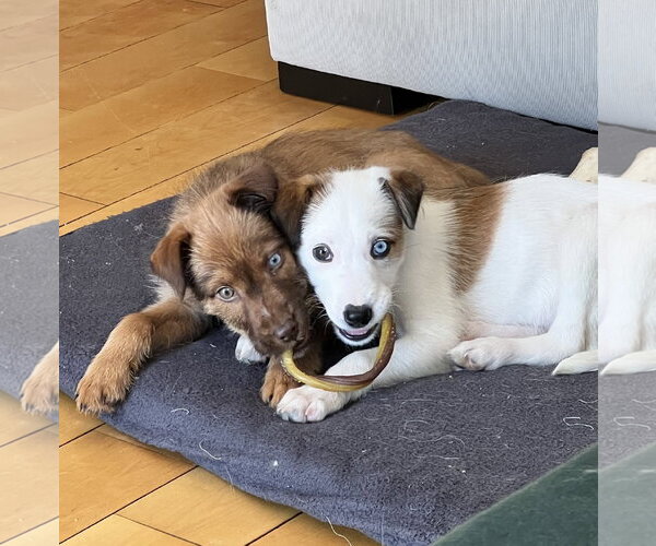 Medium Photo #3 Mutt Puppy For Sale in Brooklyn Center, MN, USA