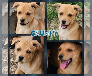 Labrador Retriever Dogs for adoption in Blacksburg, SC, USA
