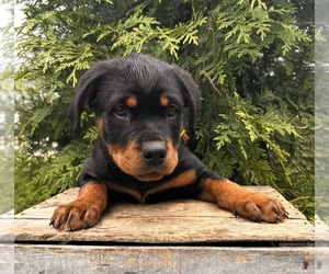 Rottweiler Puppy for sale in MIDDLEBURY, IN, USA