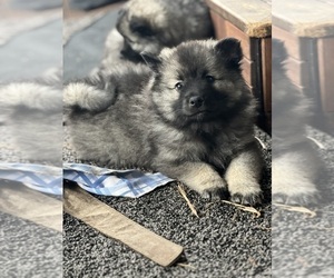 Medium Keeshond