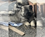 Puppy Duke Keeshond