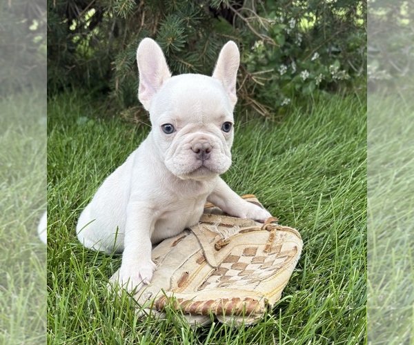 Medium Photo #4 French Bulldog Puppy For Sale in MIDDLEBURY, IN, USA