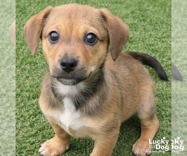 Medium Photo #1 Labrador Retriever-Unknown Mix Puppy For Sale in Washington, DC, USA