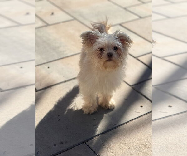 Medium Photo #6 Maltese-Unknown Mix Puppy For Sale in Tenafly, NJ, USA