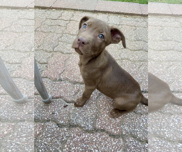 Medium Photo #1 Black Mouth Cur-Labrador Retriever Mix Puppy For Sale in Hillsboro, MO, USA