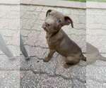 Small Black Mouth Cur-Labrador Retriever Mix