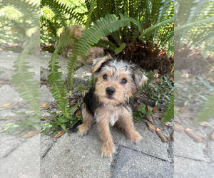 Yorkshire Terrier Puppy for sale in LAND O LAKES, FL, USA