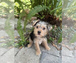 Small Yorkshire Terrier