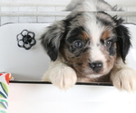Small Photo #2 Miniature Australian Shepherd Puppy For Sale in STAFFORD, VA, USA