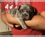 Small Photo #4 French Bulldog Puppy For Sale in CAMDEN, DE, USA