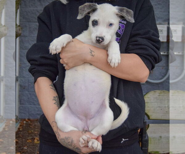 Medium Photo #4 Catahoula Leopard Dog-Labrador Retriever Mix Puppy For Sale in Huntley, IL, USA