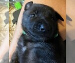 Puppy Green collar Dutch Shepherd Dog