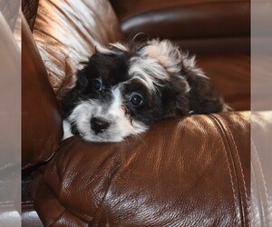 Cavapoo Puppy for sale in BARNESVILLE, KS, USA