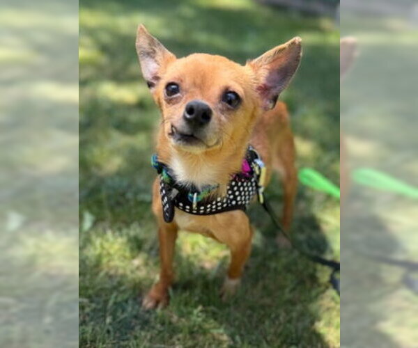 Medium Photo #4 Chihuahua-Unknown Mix Puppy For Sale in Ventura, CA, USA