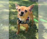 Small #3 Chihuahua Mix