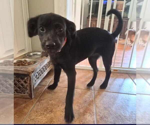 Medium Photo #3 Labrador Retriever-Unknown Mix Puppy For Sale in Holly Springs, NC, USA