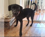 Small #2 Labrador Retriever Mix