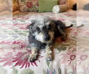 Poodle (Miniature) Dogs for adoption in Sacramento, CA, USA