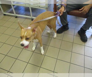 Mutt Dogs for adoption in Ocala, FL, USA