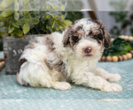Small #1 Poodle (Miniature)