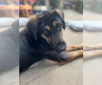 Small Gordon Setter-Labrador Retriever Mix
