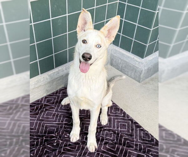 Medium Photo #2 Gerberian Shepsky Puppy For Sale in Rancho Cucamonga, CA, USA