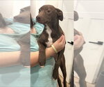 Small #1 Mutt