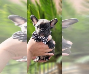 French Bulldog Puppy for sale in POPLAR, CA, USA