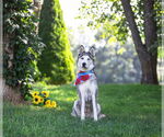 Small #4 Huskies  Mix