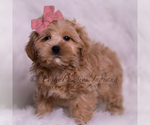 Small #3 Maltipoo (Miniature)