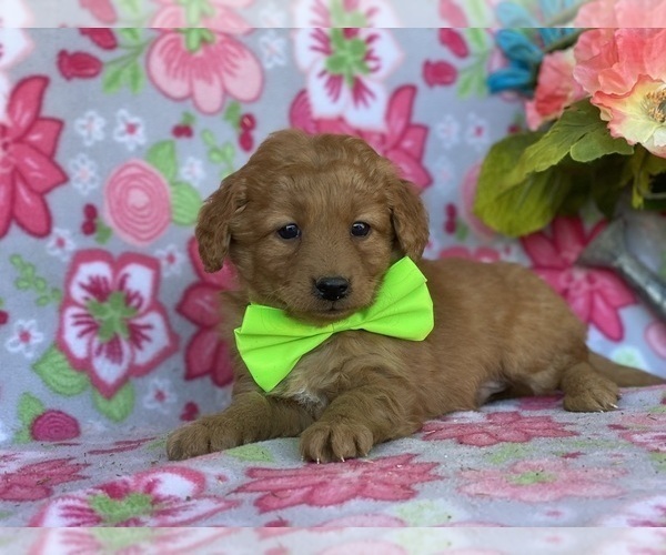 Full screen Photo #1 Goldendoodle (Miniature) Puppy For Sale in LANCASTER, PA, USA