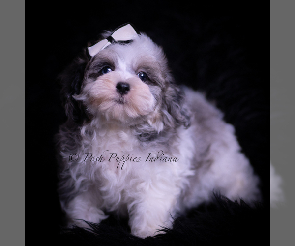 Medium Photo #58 Maltipoo (Miniature) Puppy For Sale in WARSAW, IN, USA