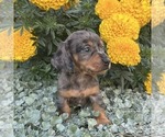 Small #3 Dachshund