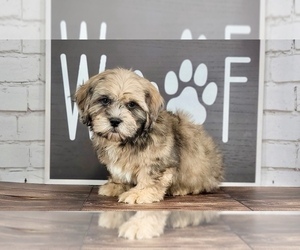 Shih-Poo Puppy for Sale in NAPLES, Florida USA