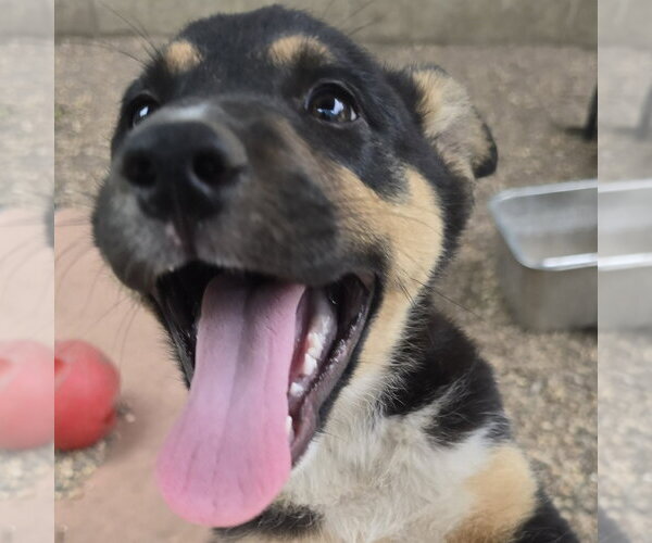 Medium Photo #1 German Shepherd Dog-Unknown Mix Puppy For Sale in Minneapolis, MN, USA