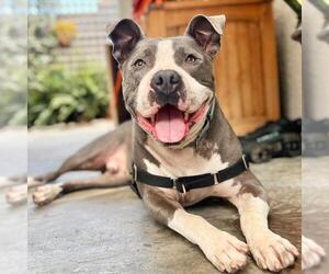 American Pit Bull Terrier Dogs for adoption in Santa Barbara, CA, USA