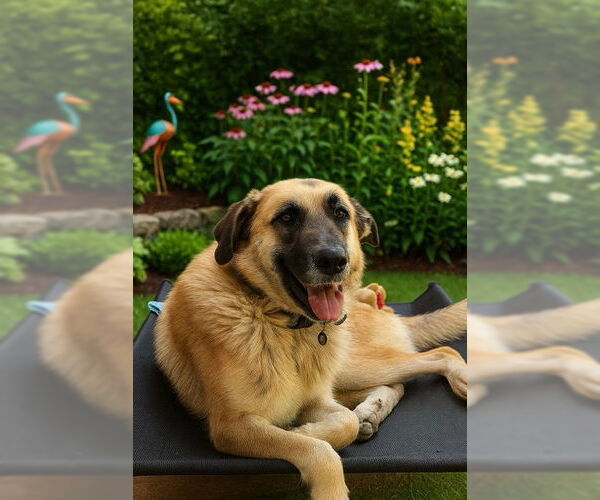 Medium Photo #6 Anatolian Shepherd-German Shepherd Dog Mix Puppy For Sale in Sacramento, CA, USA