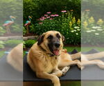 Small #5 Anatolian Shepherd-German Shepherd Dog Mix