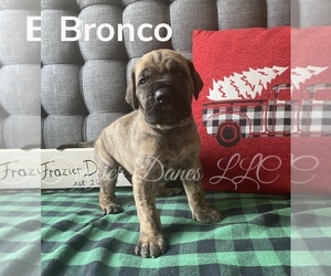 Great Dane Puppy for sale in MILFORD, VA, USA