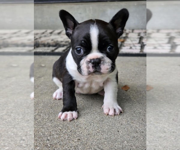 Medium Photo #1 Faux Frenchbo Bulldog Puppy For Sale in LOUISVILLE, KY, USA