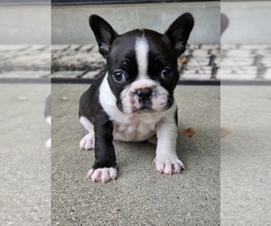 Faux Frenchbo Bulldog Puppy for sale in LOUISVILLE, KY, USA