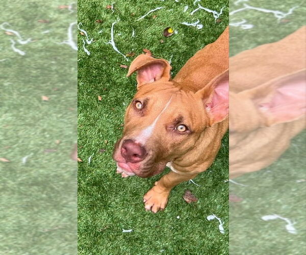 Medium Photo #2 Mutt Puppy For Sale in Rockville, MD, USA