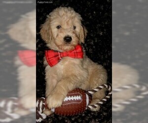 Goldendoodle Puppy for sale in SELINSGROVE, PA, USA