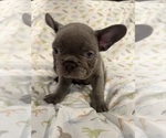 Small #3 French Bulldog