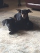 Small Photo #1 Chiweenie Puppy For Sale in WEST PALM BEACH, FL, USA